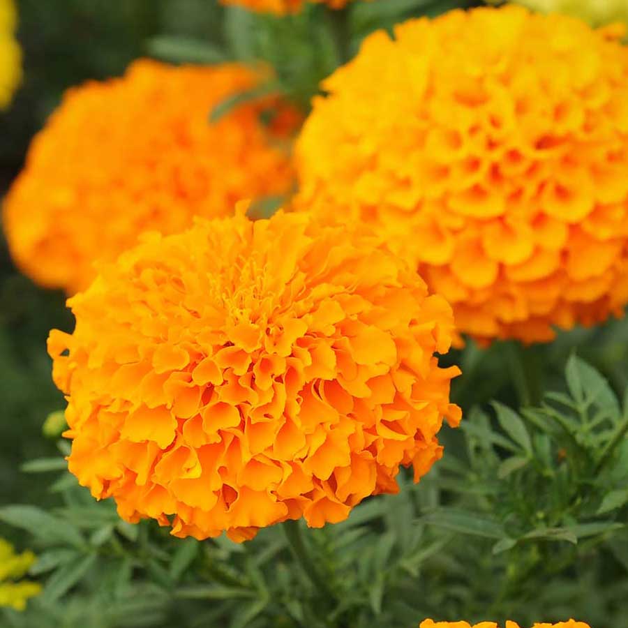 Marigold African Crackerjack Seminte de Flori Profesionale