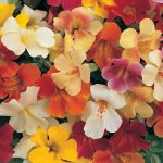 Seminte de flori Mimulus Magic F1 Mix