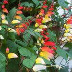 Seminte de flori Mina Lobata Standard Strain Scarlet-Yellow Ipomoea Lobata