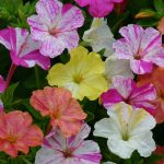 Seminte de flori Mirabilis Jalapa Bicolors Mixed