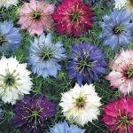 Seminte de flori Nigella Persian Jewels Mixed