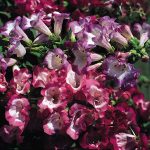 Seminte de flori Penstemon Giant Hybrids