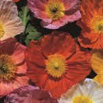 Seminte de flori Poppy Iceland Giant