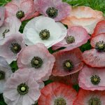 Seminte de flori Poppy Mother of Pearl