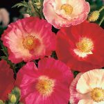 Seminte de flori Poppy Shirley Double Mixed