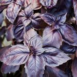 Seminte de plante aromatice Basil Purple