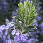 Seminte de plante aromatice Rosemary Rozmarin