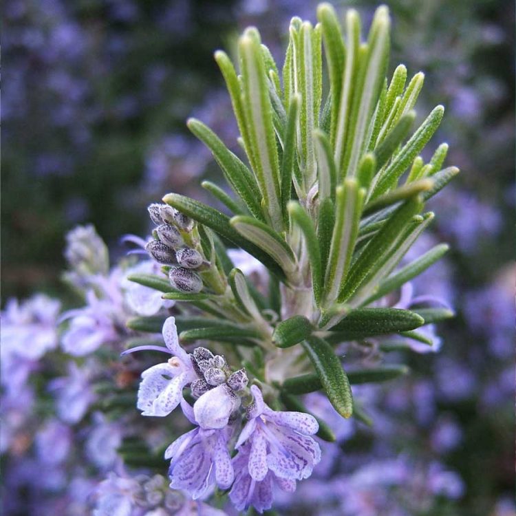 Seminte de plante aromatice Rosemary Rozmarin