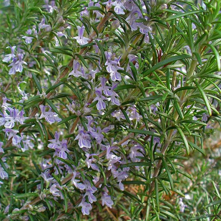Seminte de plante aromatice Rosemary Rozmarin