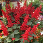 Seminte de flori Salvia Blaze of Fire