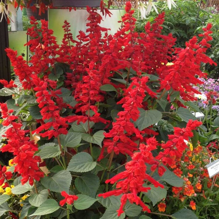 Seminte de flori Salvia Blaze of Fire