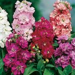 Seminte de flori Matthiola Incana Brompton Mixed (Winter Stock)