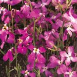 Seminte de flori Stock Night Scented Matthiola Bicornis