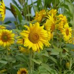 Seminte de flori Sunflower Helianthus Giant Single