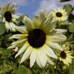 Seminte de flori Sunflower Helianthus Vanilla Ice