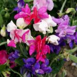 Seminte de flori Lathyrus Odoratus Dwarf Cupid Mixed Sweet Pea
