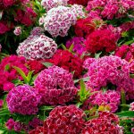 Seminte de flori Sweet William Dwarf Double Flowered Mixed