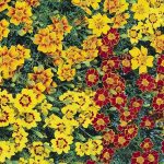 Seminte de flori Tagetes Starfire