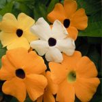 Seminte de flori Thunbergia Alata Mixed Black Eyed Suzie