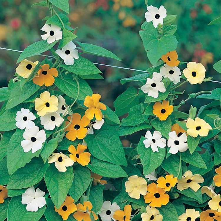 Seminte de flori Thunbergia Alata Mixed Black Eyed Suzie