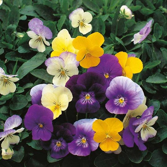 Seminte de flori Viola Cornuta Symphonia Mixed