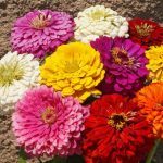 Seminte de flori Zinnia Dahlia Flowered Mixed