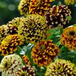 Seminte de flori Zinnia Haageana Jazzy Mixture