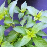 Seminte de plante aromatice Basil Lemon - Busuioc Lamaios