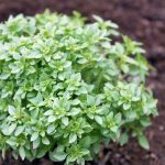Seminte de plante aromatice Greek Basil - Busuioc Pitic