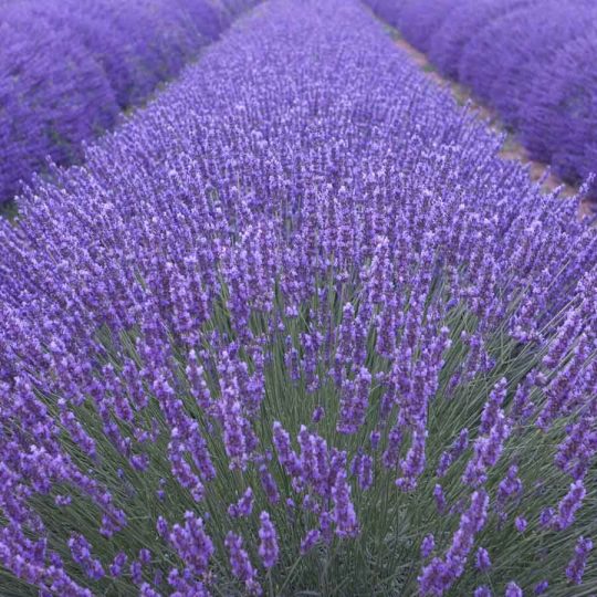 Seminte de plante aromatice Lavender Munstead – Lavanda
