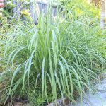 Seminte de plante aromatice Cymbopogon Citratus Lemongrass