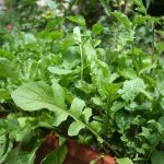 Seminte de plante aromatice Salad Rocket Rucola