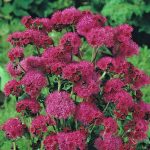 Seminte de flori Ageratum Mexicanum Red Flint