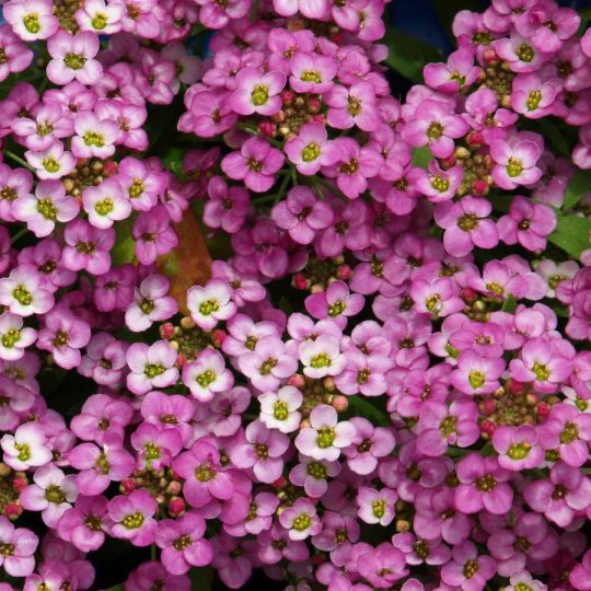 Seminte de flori Alyssum Royal Carpet