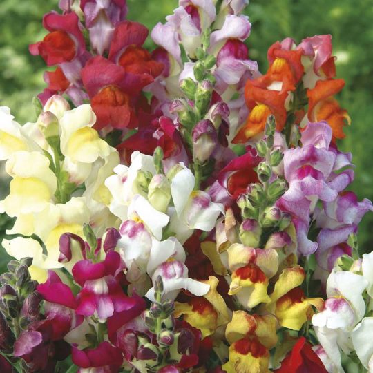 Semitne de flori Antirrhinum Circus Clowns