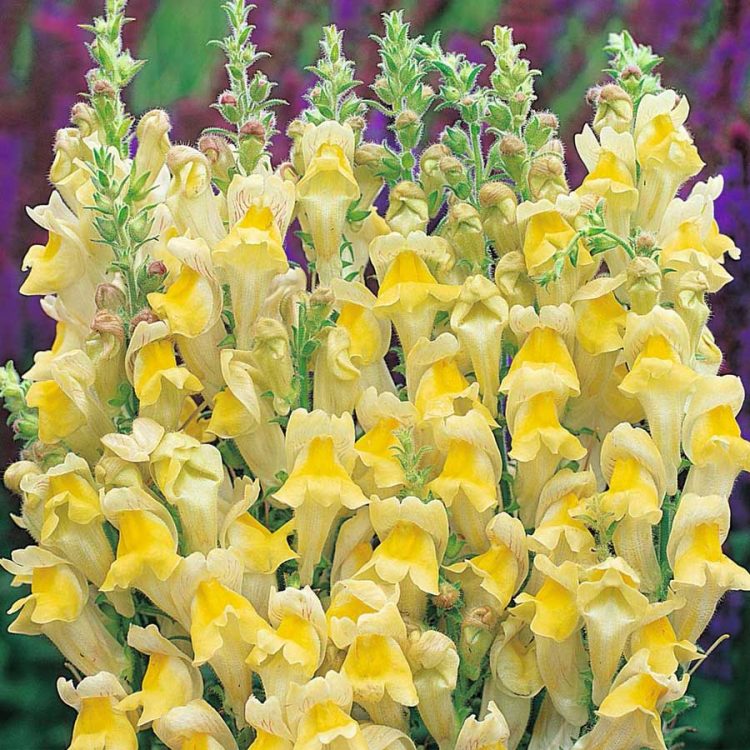 Seminte de flori Antirrhinum Circus Clowns