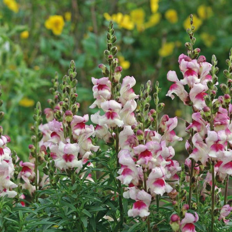 Seminte de flori Antirrhinum Circus Clowns