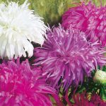 Seminte de flori Callistephus Chinensis Tall Giants of California Mixed