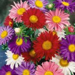 Seminte de flori Aster Madelaine Giant Single
