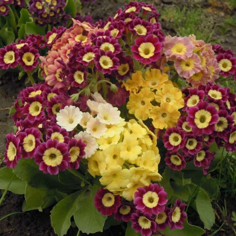 Seminte de Primule Primrose Auricula Pubescens Mixed