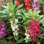 Seminte de flori Impatiens Balsamina Bush Flowered Mixed