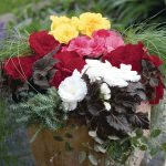 Semitne de flori Begonia Tuberhybrida Nonstop Mocca F1 Mix
