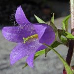 Seminte de flori Bellflower Nettle Leaved – Campanula Trachelium