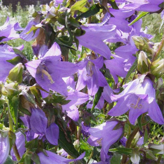 Seminte de flori Bellflower Nettle Leaved – Campanula Trachelium