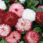 Seminte de flori Bellis Perennis Habanera Mixed
