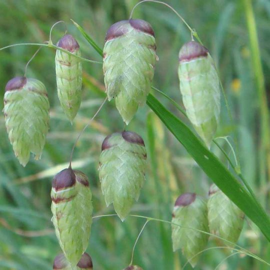 Seminte de iarba ornamentala Briza Maxima