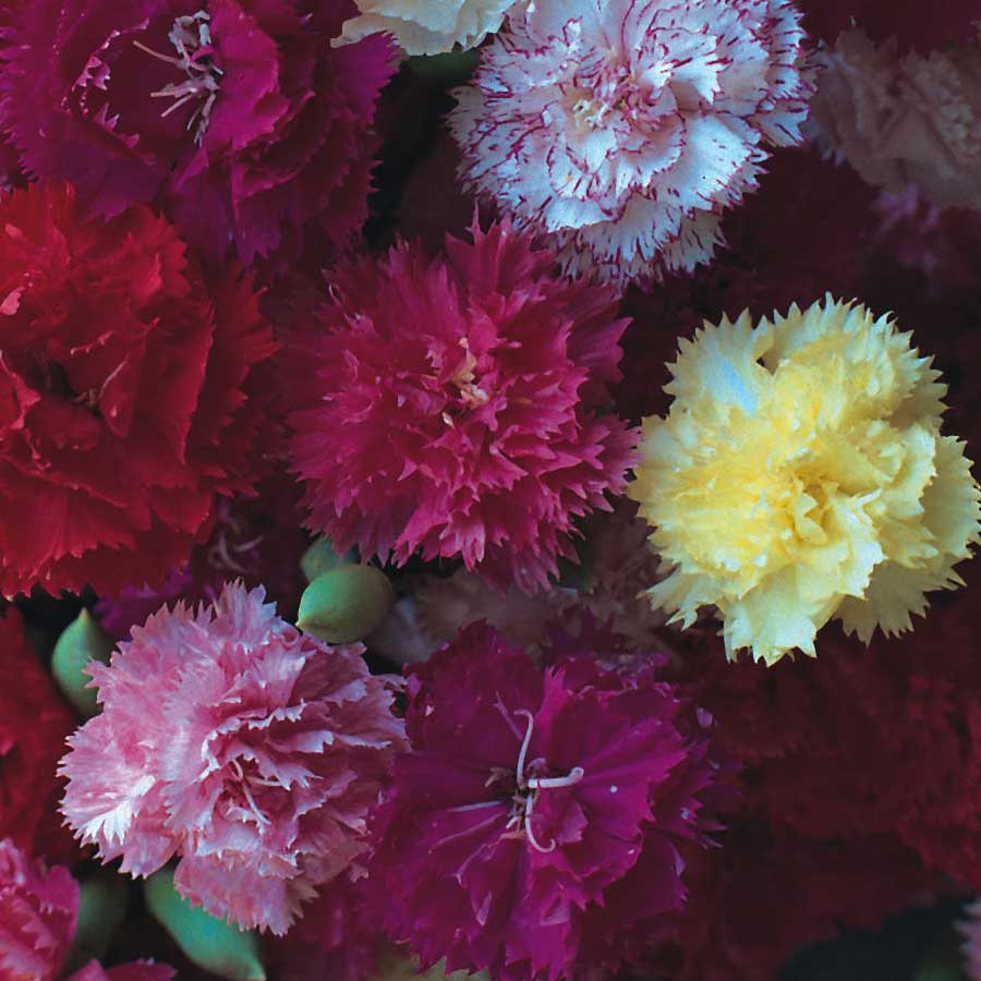 Seminte de Garoafe de Gradina Carnation Hardy Border Mixed