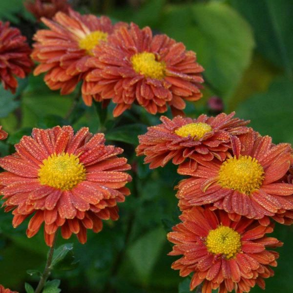 Chrysanthemum Korean Glorious Seminte de Flori Profesionale