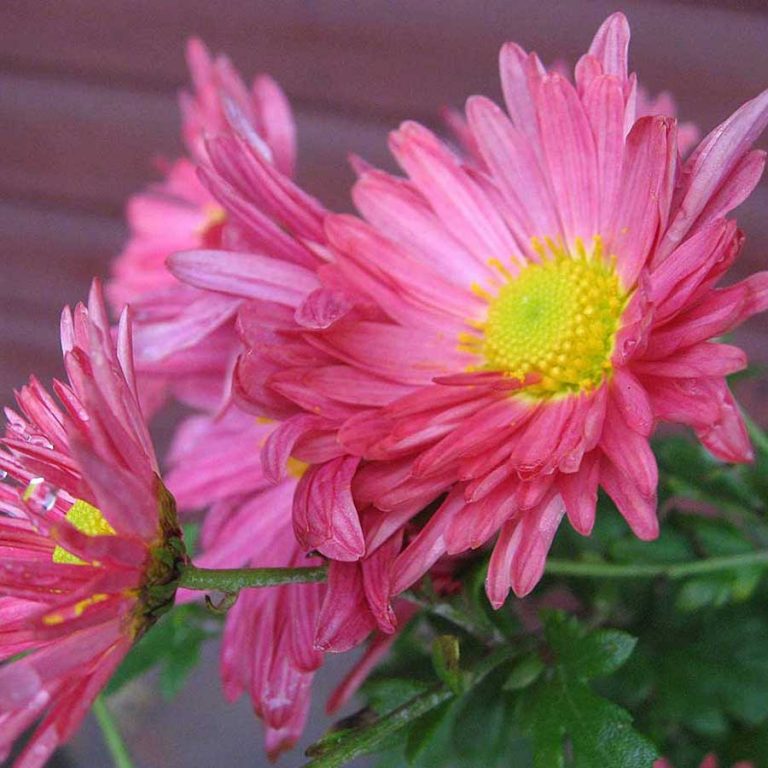 Seminte de Crizanteme Chrysanthemum Korean Glorious Mixture