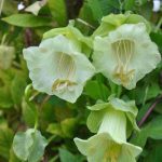Semitne de flori Cobaea Scandens Alba